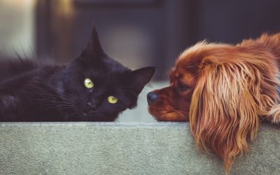 House Cat and Dog